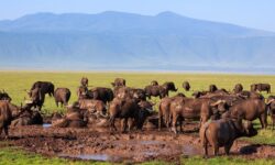 cc09ed887f81ce55fff10c2ea783fd81c7d6738ecd9d7797716229e29a74b38a