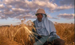 ETHIOPIA WHEAT FARMER 1