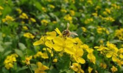 thumbs b c 9a1b301399397bf738c067d40e30301b