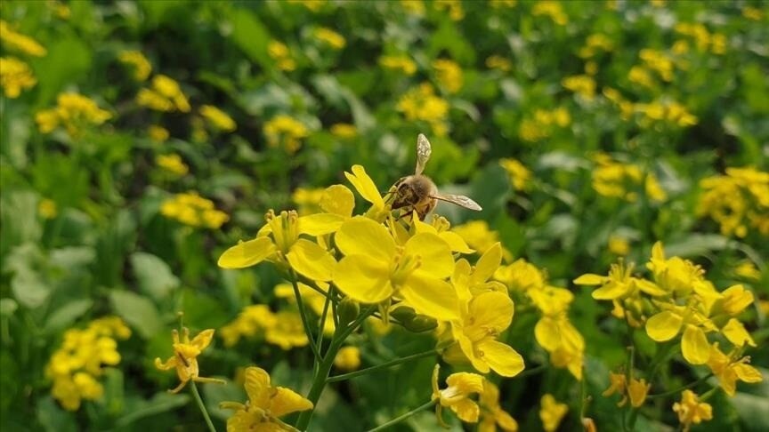 thumbs b c 9a1b301399397bf738c067d40e30301b