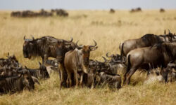 2026 07 02t151248z 565741870 rc272ga35szu rtrmadp 3 kenya wildlife main