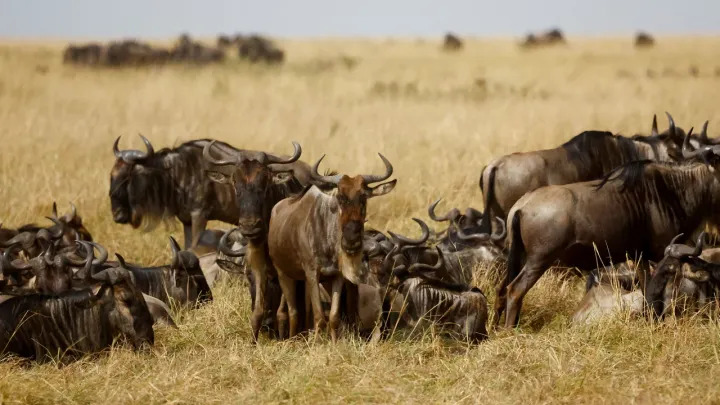 2026 07 02t151248z 565741870 rc272ga35szu rtrmadp 3 kenya wildlife main